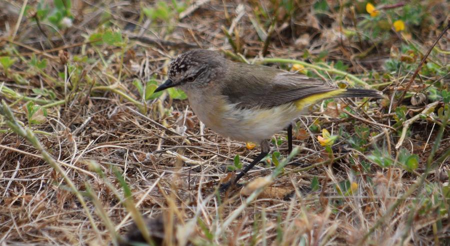 Thornbill 2022 0018.JPG